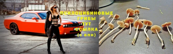 гидра Аркадак